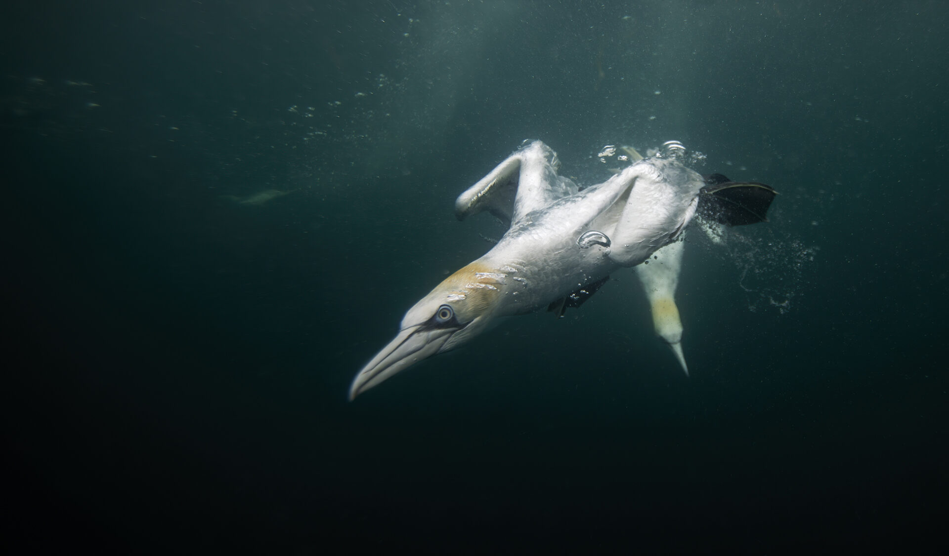 Northern gannet underwater at Bass Rock